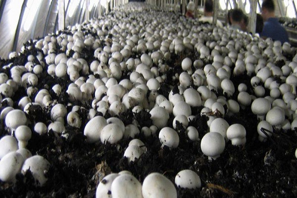 Mushroom Cultivation Business